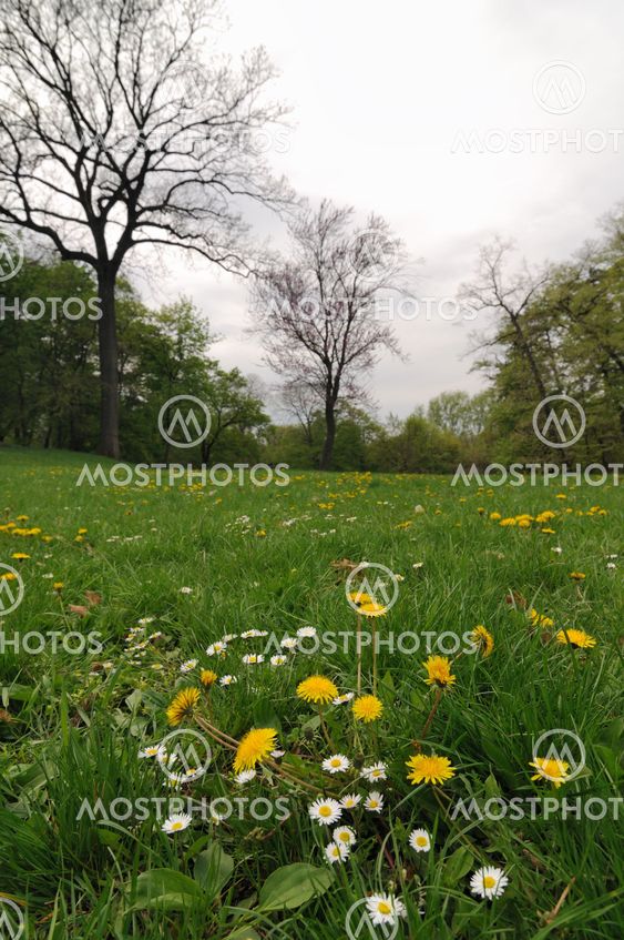 Spring flowers