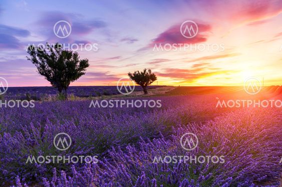 Sunset over a summer lavender field in Valensole
