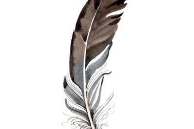 Bird feather from wing isolated. Watercolor background...