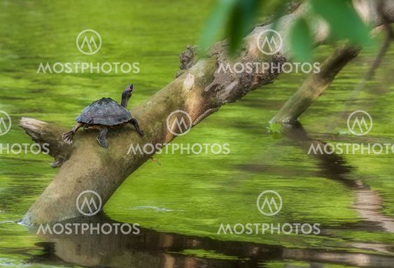 Pond turtle, tortoise, on a tree branch over water in sun, copy space, Indian Tent Turtle, Pangshura tecta
