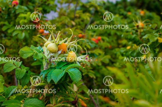 Rosa rugosa, ripening fruit, spherical colored