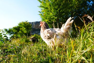 White hen foraging in a lush green field near a rocky...
