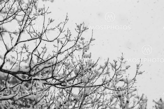Snow covered winter trees with no leaves