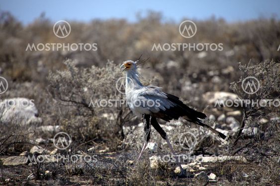 secretary bird in etosha national park namibia
