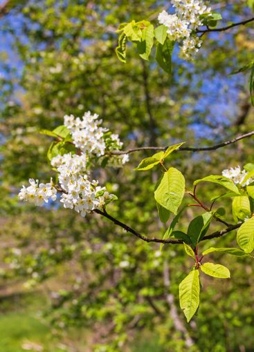 Flowering Bird cherry tree branch a beautiful sunny...