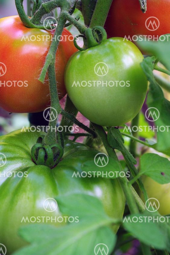 Red and Green Tomatoes