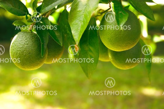 Grøn citroner
