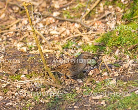 A Dunnock on the ground in woodland
