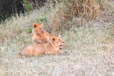 Lion Cubs Lying in Grass of Kenya