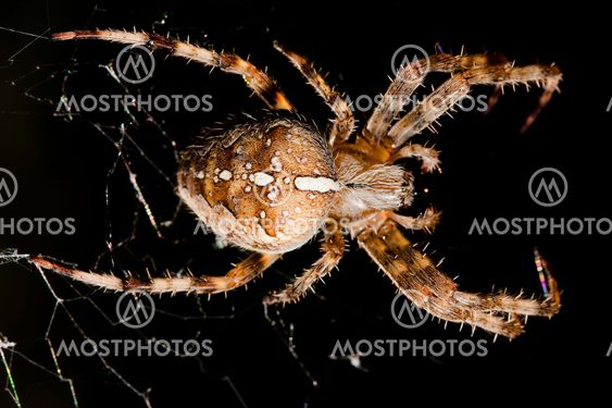 Spider