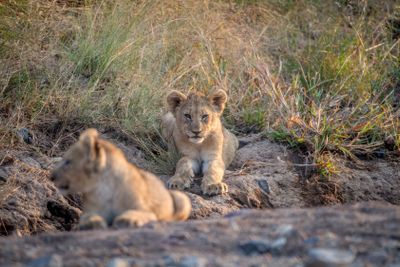 Two Lion cubs laying in a dry riverbed.