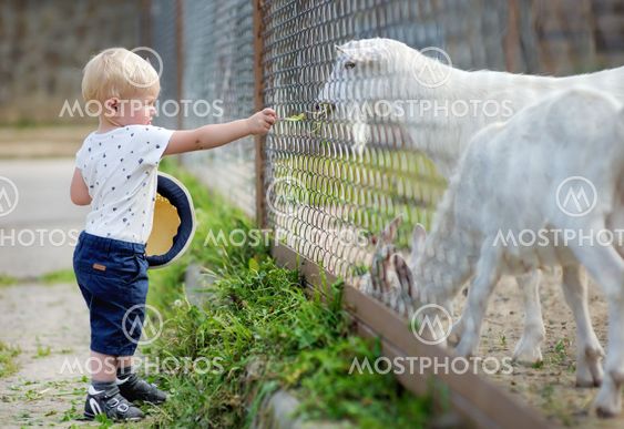Toddler boy feeding goat