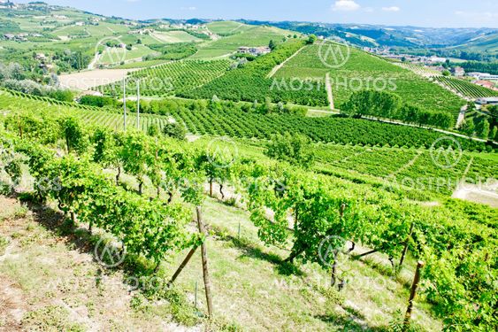 vineyars near Grinzane Cavour, Piedmont, Italy