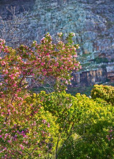 Flowers, mountain and trees for peace in nature,...