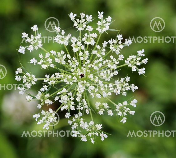 Queen Anne's Lace or Daucus Carota Blossom