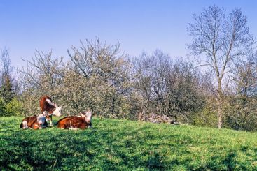 Cherry blossom by a meadow with calves in the springtime