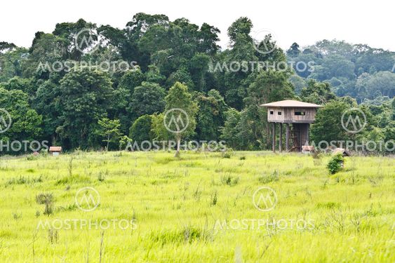 Animal view tower