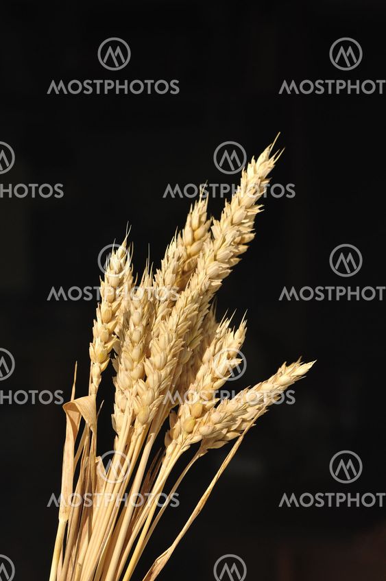 Golden cereal