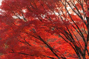 Beautiful Red maple forest leaves in autumn season...