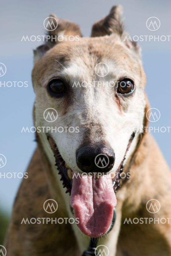 greyhound
