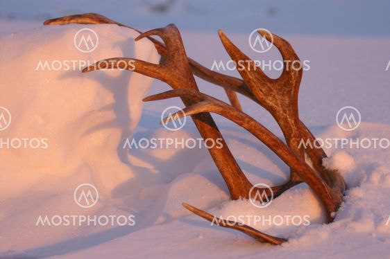 Reindeer horn