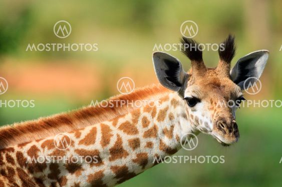 Young giraffe