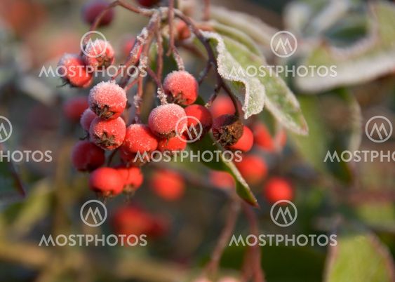 Frosted berries