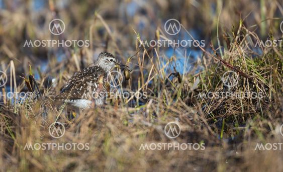 Wood sandpiper with a beetle in his beak