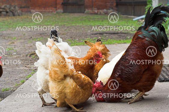 rooster with chicken