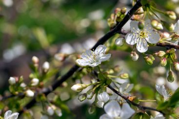 apple fruit trees blooming in the spring season