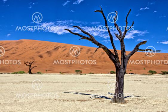 a dead tree in deadvlei namib naukluft park namibia africa west