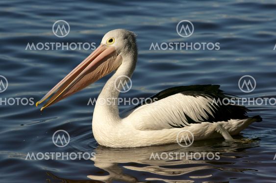 Australian Pelican