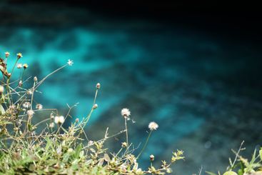 Blooming grass flower field on seaside cliff with...