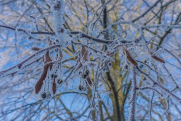 closeup of frozen twigs frost covered on a sunny winter day