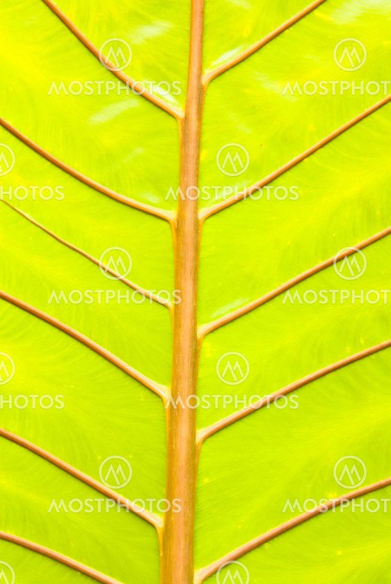 Green leaves.