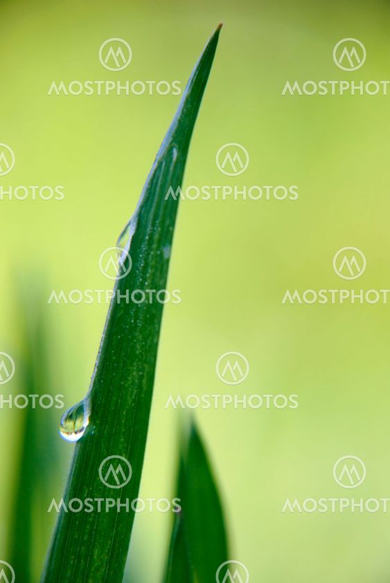 Water drop on grass