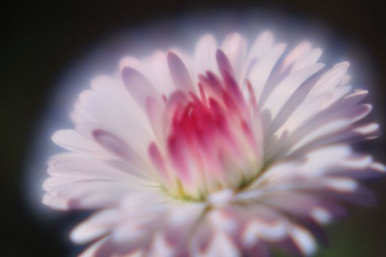 Daisy