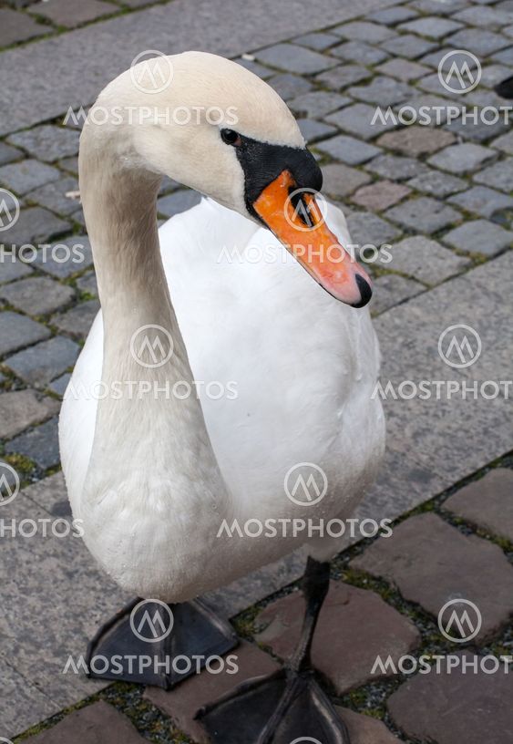 swan