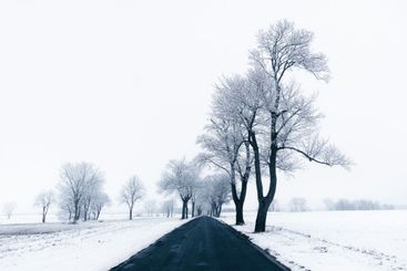 Landscape without colors