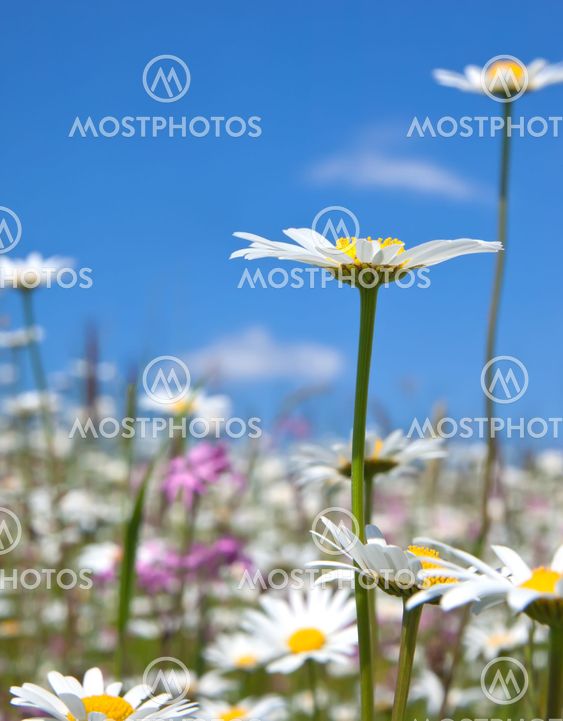 marguerite