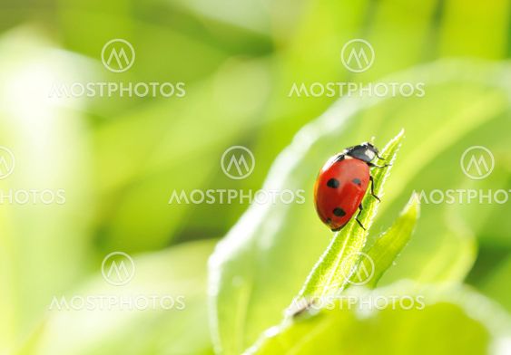 Ladybug