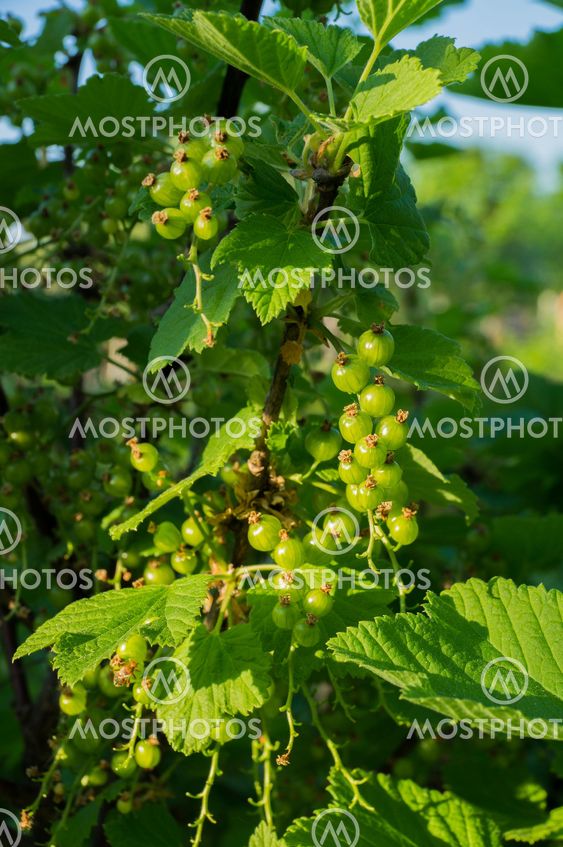 Unripe berries of black currant