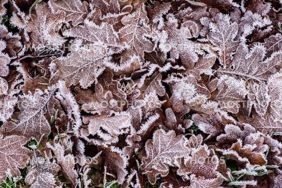 Frostnipped Oakleaves