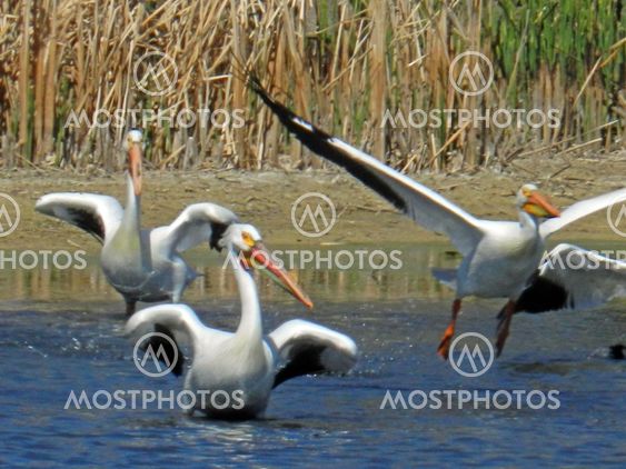 Pelican takeoff