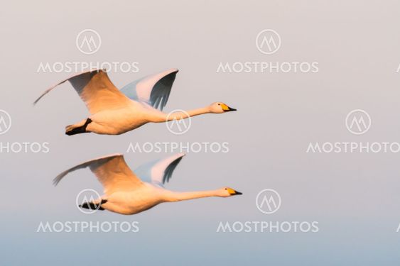 Flying couple Whooper Swans