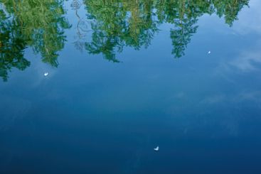 swan feather on the water with blue sky reflection