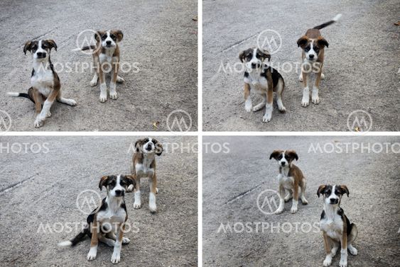 Puppies Collage