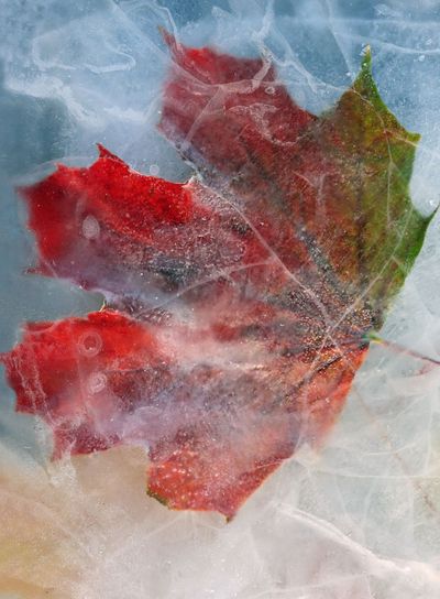 Frozen Leaf