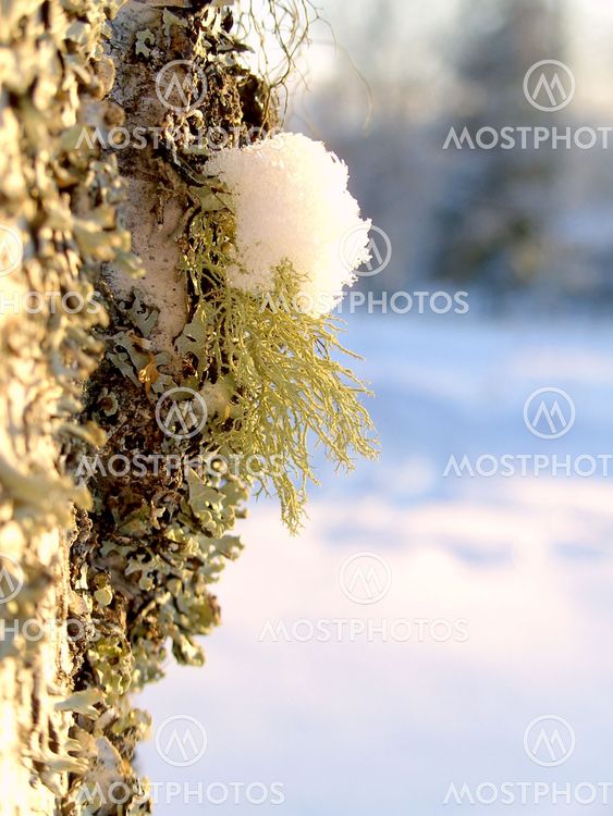 lichen on birch