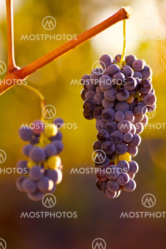 Grapes hanging in vine